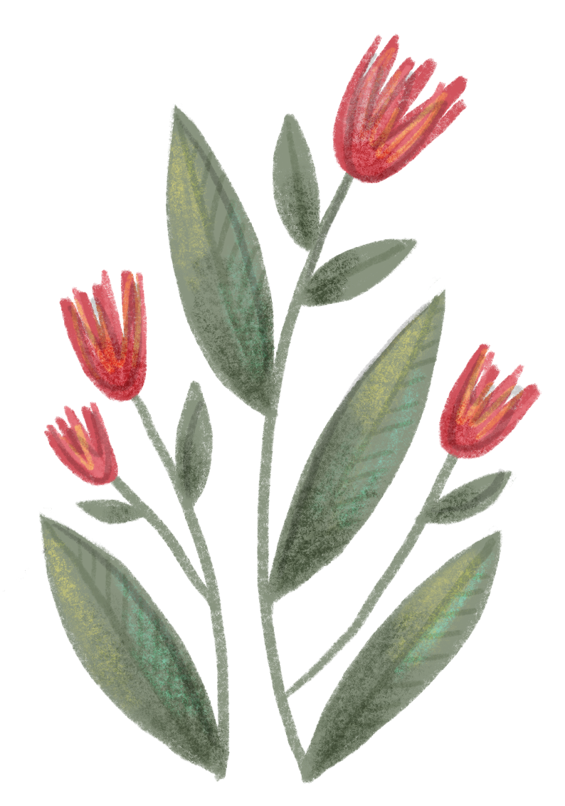 Hofladen Kehm - Zeichnung Pflanze mit roten Blüten