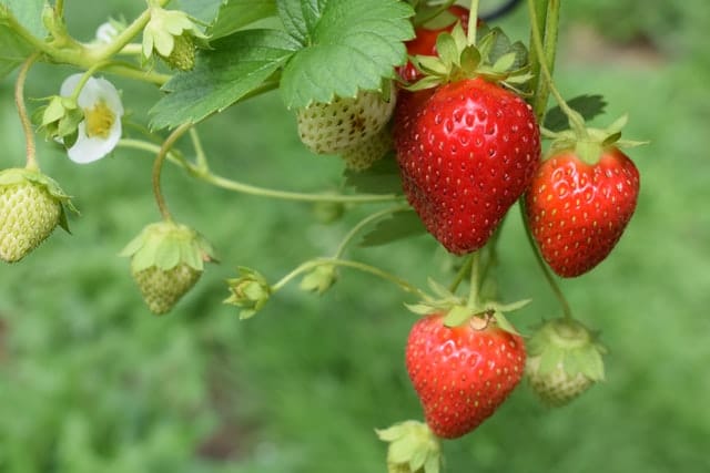 Hofladen Kehm - Erdbeerpflanze mit roten Erdbeeren und Erdbeerblueten